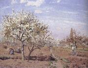 Flowering frukttradgard Louveciennes Camille Pissarro